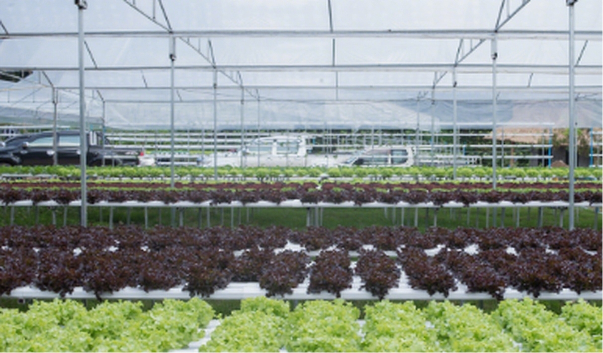 What Exactly Is a Hydroponic Greenhouse? Discover the Future of Soil-Free Farming