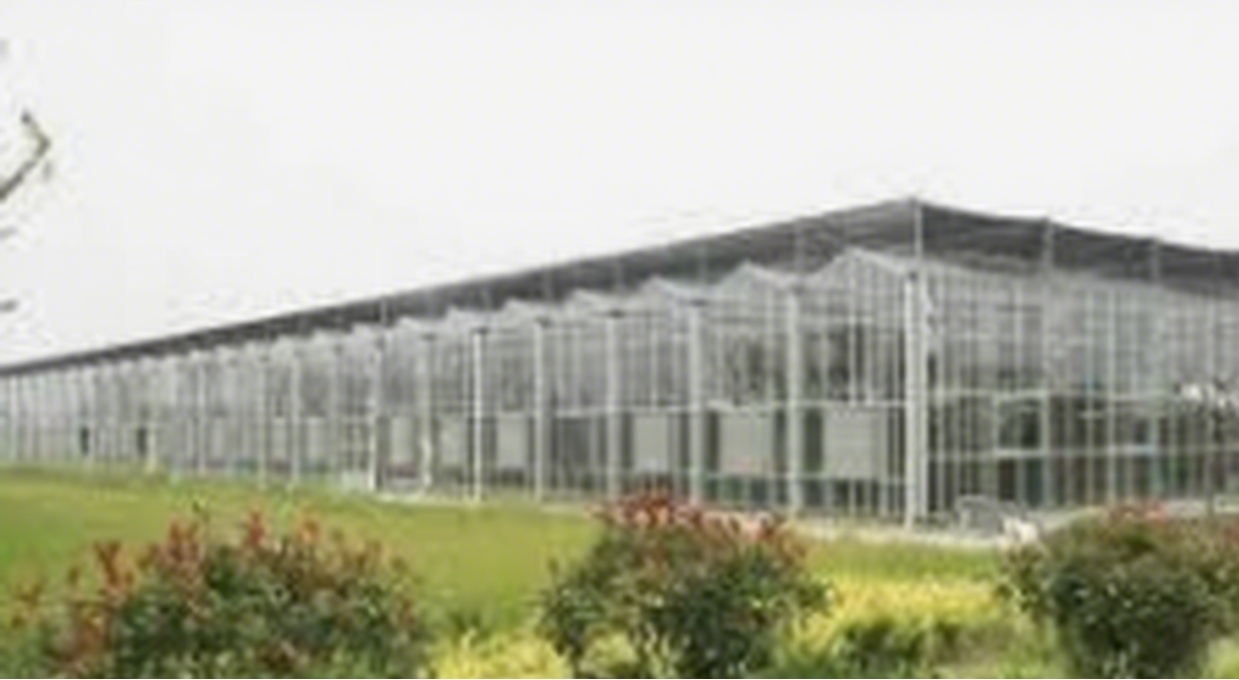 What are the Key Considerations for Commercial Greenhouse Selection?