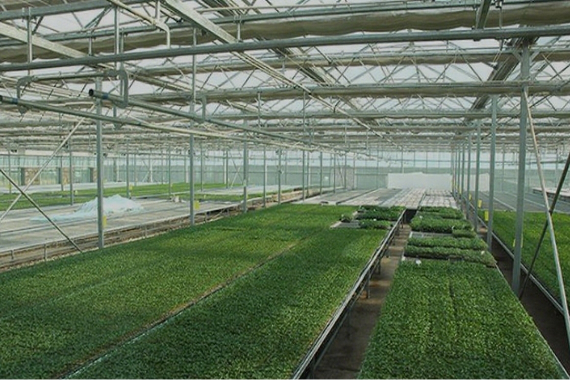 Unlock Your Greenhouse’s Potential: What Can a Smart Control System Do?
