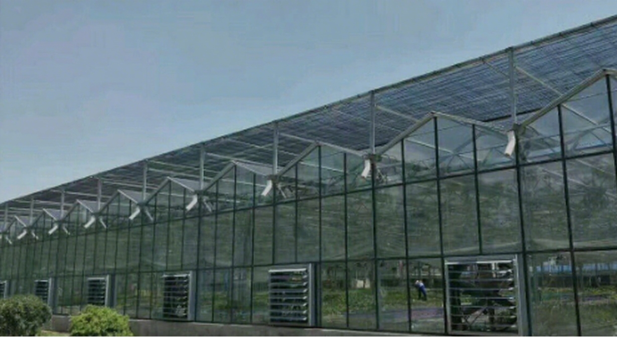 Smart & Sustainable: Chinese Innovation in High-Efficiency Greenhouses