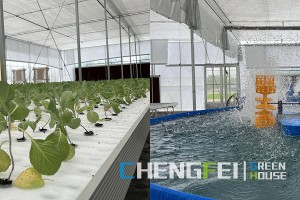 Hot Selling for Proportional Applicator Irrigation Fertilizer -
 Large scale aquaponics system used into greenhouse – Chengfei