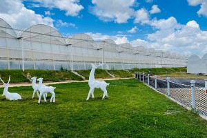 Trending Products Diy Glass Greenhouse -
 Plastic flower greenhouse with ventilation system – Chengfei