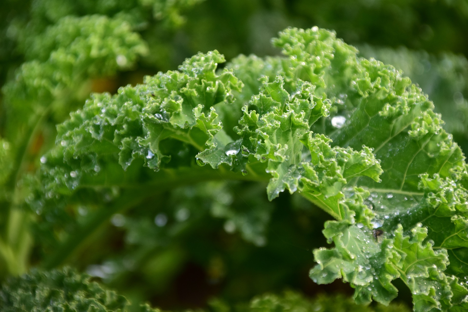 Can Smart Irrigation Systems Help You Grow More with Less Water?